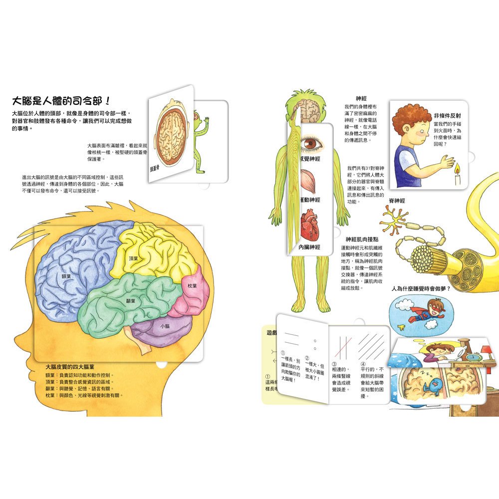 我的STEAM翻翻書:不可思議的身體
