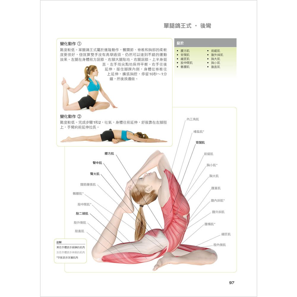伸展關鍵肌群解剖瑜伽